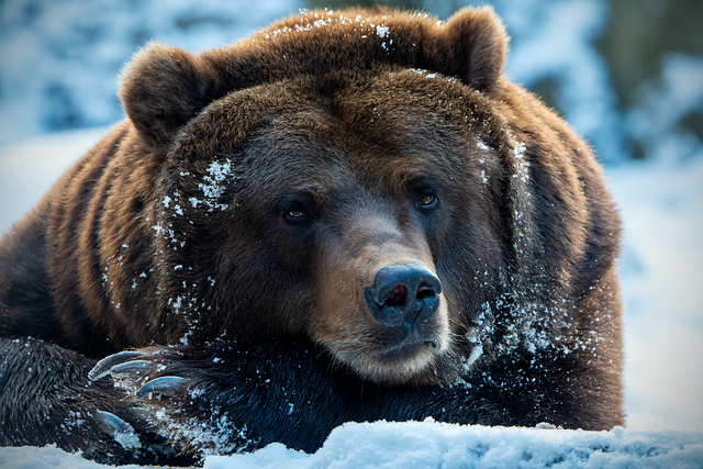 brown-bear-8756478_640