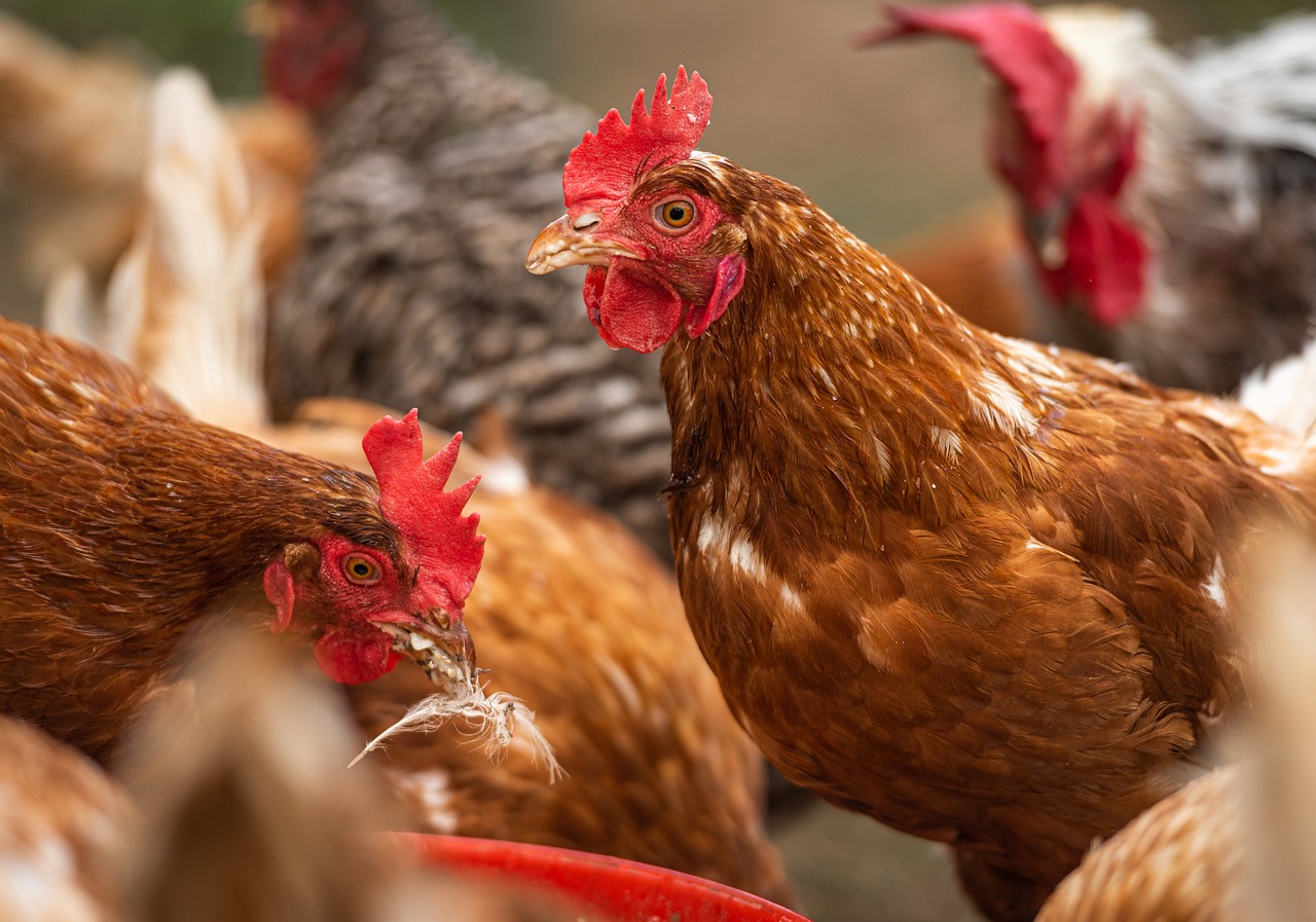 flock-of-chickens-4460373_1280