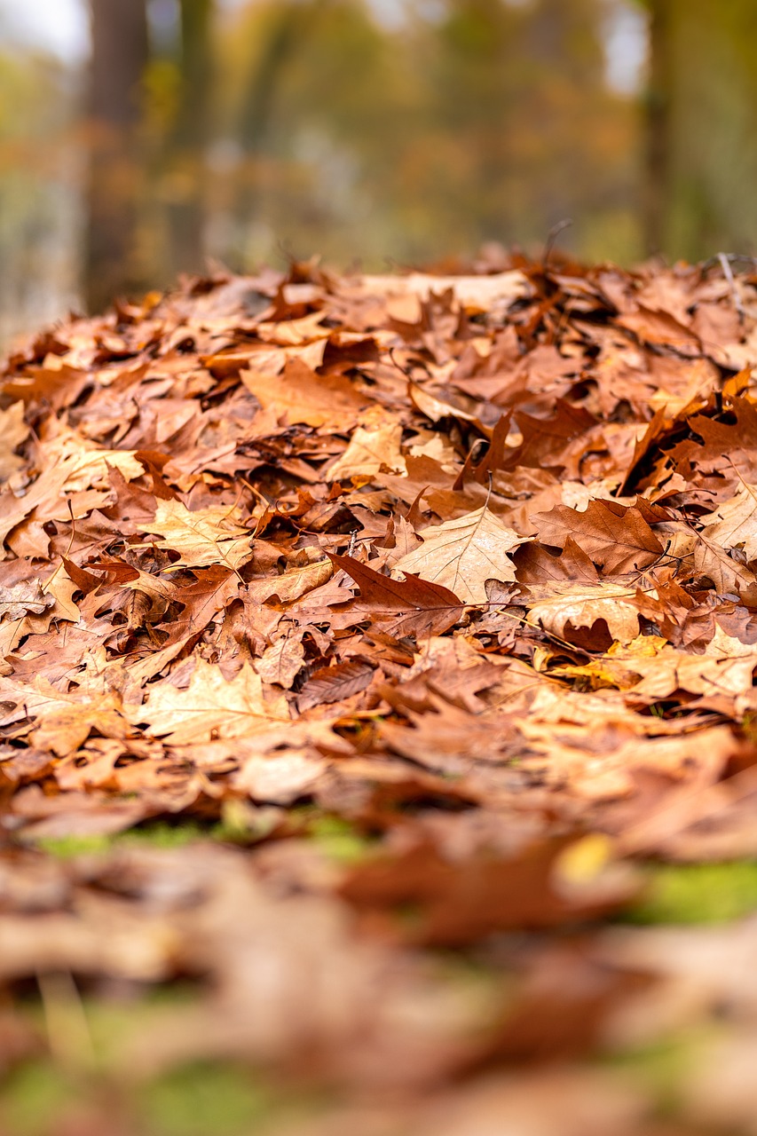 foliage-6799428_1280