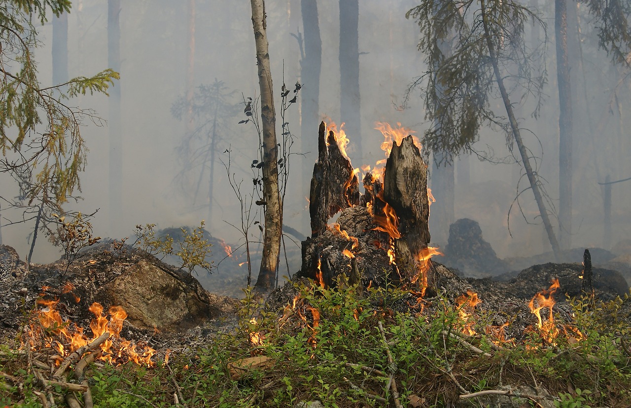 forest-fire-432877_1280