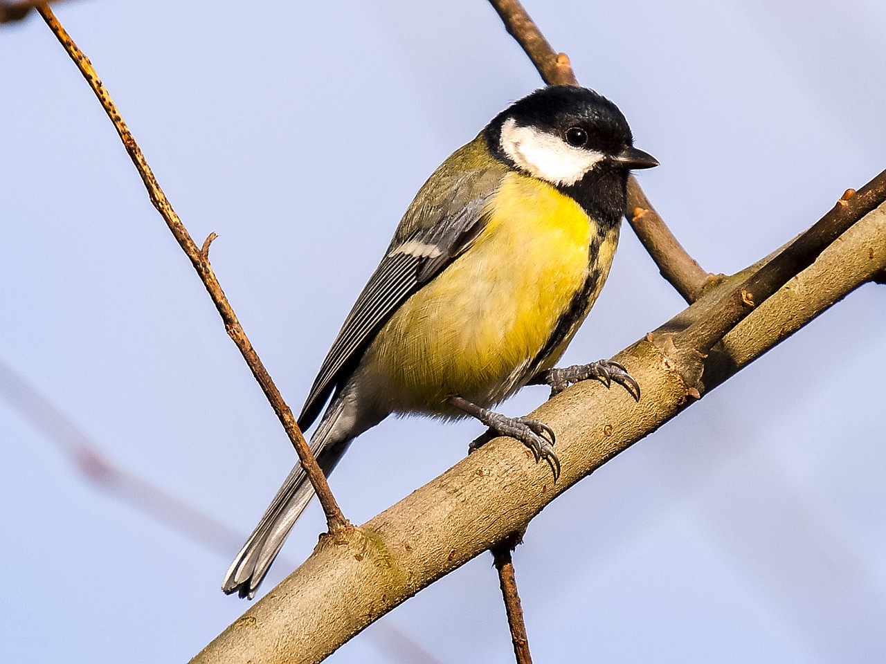 great-tit-2408289_1280