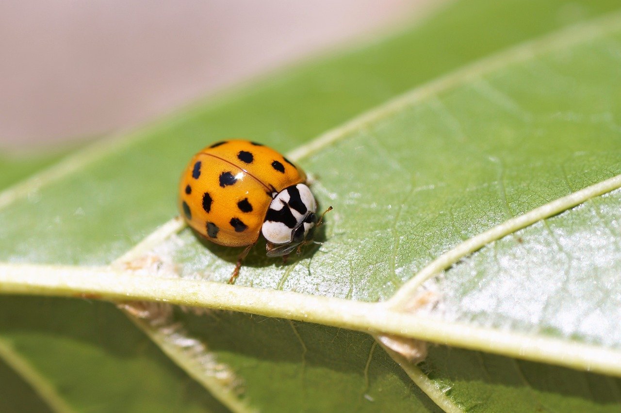 ladybug-8096165_1280