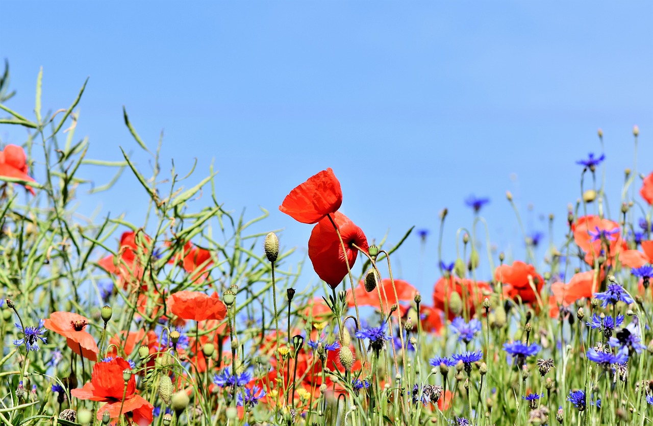 poppies-3441348_1280